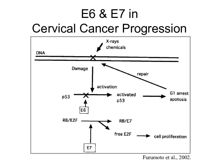 E6 & E7 in Cervical Cancer Progression Furumoto et al., 2002.