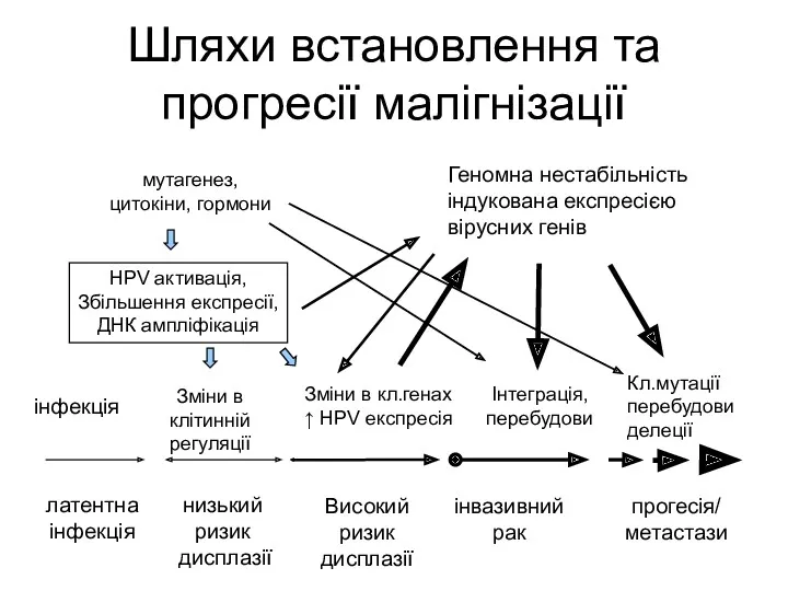 Шляхи встановлення та прогресії малігнізації інфекція Зміни в клітинній регуляції