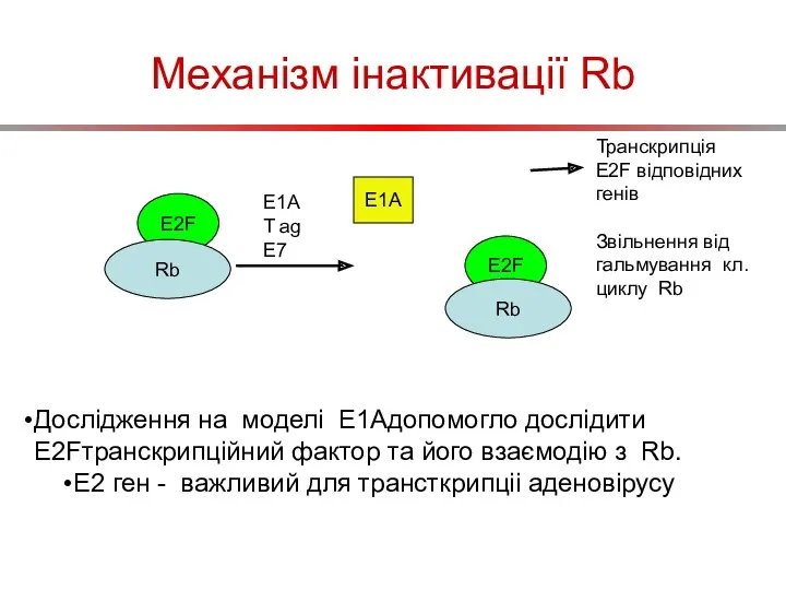 Механізм інактивації Rb E2F Rb E1A T ag E7 E2F