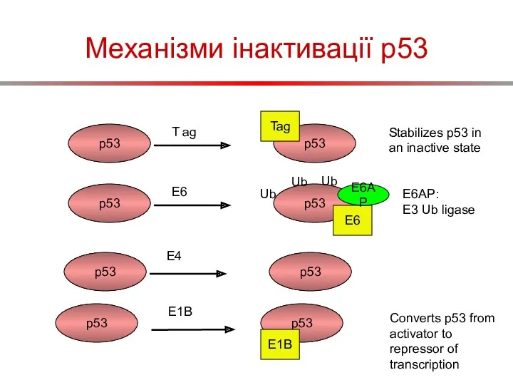 Механізми інактивації p53 p53 T ag p53 Tag Stabilizes p53