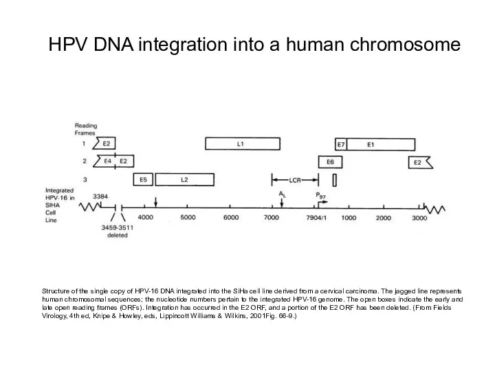 Structure of the single copy of HPV-16 DNA integrated into