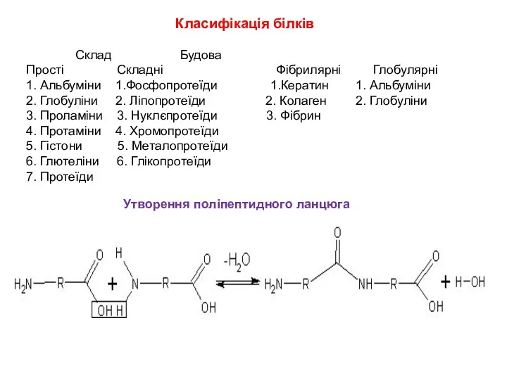 Класифікація білків Склад Будова Прості Складні Фібрилярні Глобулярні 1. Альбуміни 1.Фосфопротеїди 1.Кератин 1.