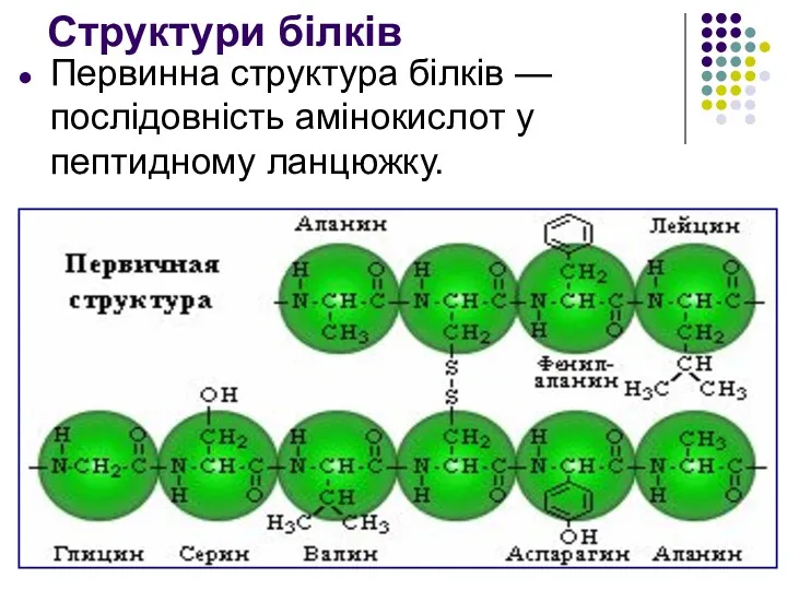 Структури білків Первинна структура білків — послідовність амінокислот у пептидному ланцюжку.