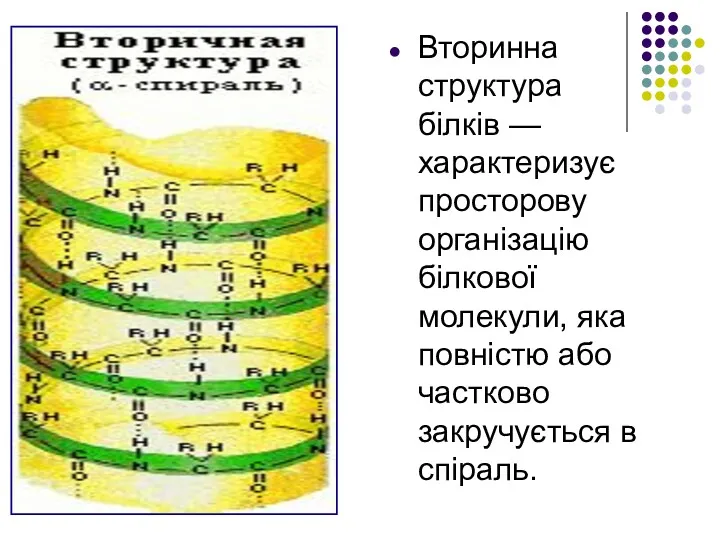 Вторинна структура білків — характеризує просторову організацію білкової молекули, яка повністю або частково закручується в спіраль.