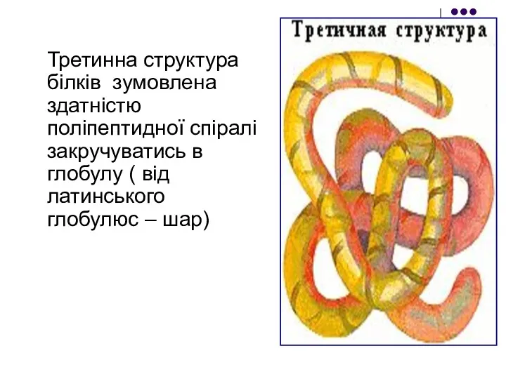 Третинна структура білків зумовлена здатністю поліпептидної спіралі закручуватись в глобулу ( від латинського глобулюс – шар)