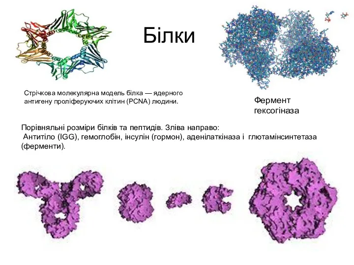 Білки Порівняльні розміри білків та пептидів. Зліва направо: Антитіло (IGG), гемоглобін, інсулін (гормон),
