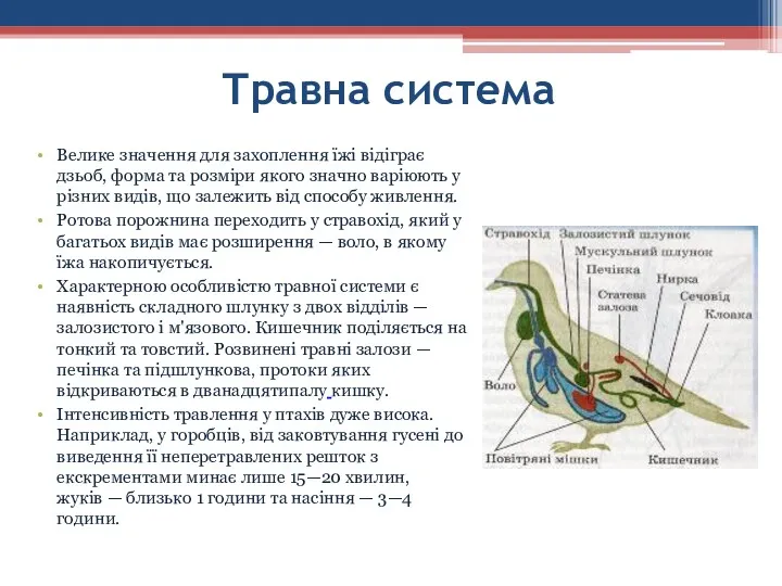 Травна система Велике значення для захоплення їжі відіграє дзьоб, форма