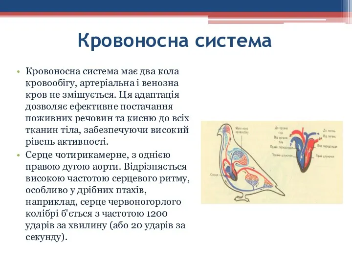 Кровоносна система має два кола кровообігу, артеріальна і венозна кров