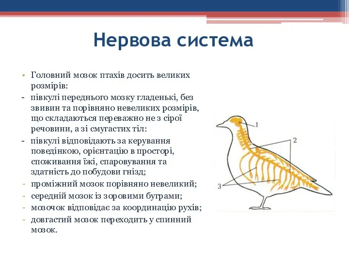 Головний мозок птахів досить великих розмірів: - півкулі переднього мозку