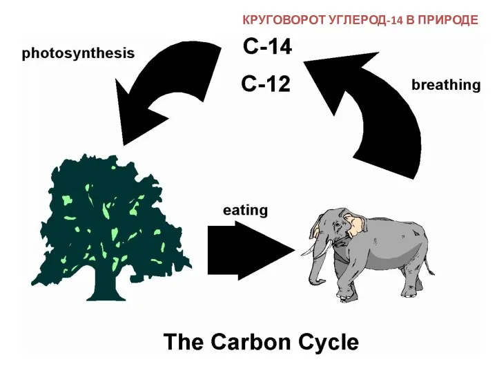 КРУГОВОРОТ УГЛЕРОД-14 В ПРИРОДЕ