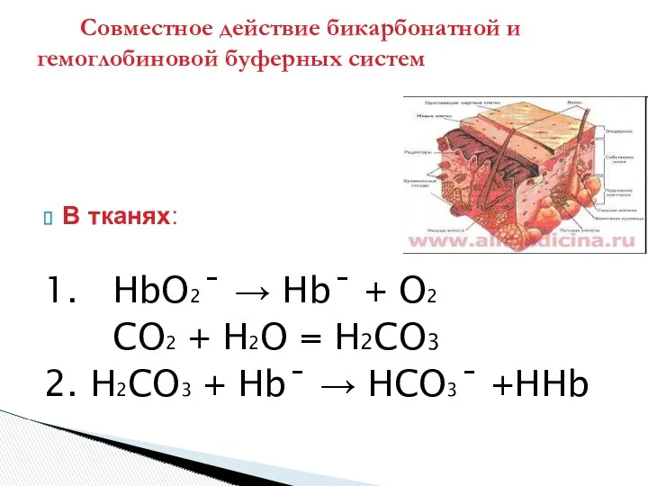 В тканях: 1. HbO2ˉ → Hbˉ + O2 CO2 +