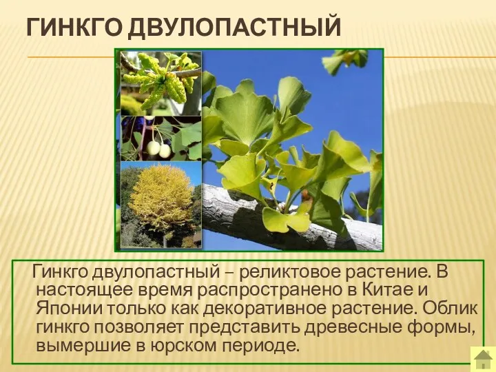 ГИНКГО ДВУЛОПАСТНЫЙ Гинкго двулопастный – реликтовое растение. В настоящее время
