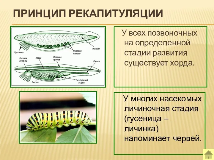 ПРИНЦИП РЕКАПИТУЛЯЦИИ У всех позвоночных на определенной стадии развития существует