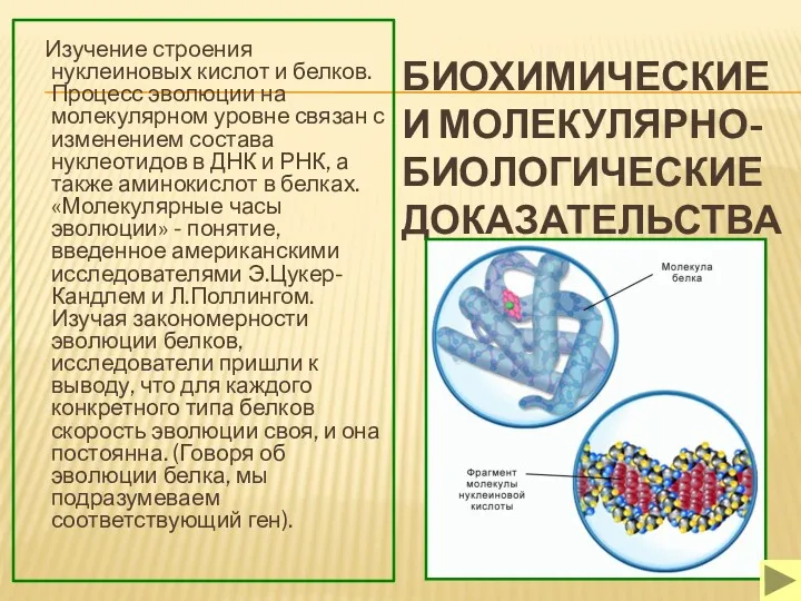 БИОХИМИЧЕСКИЕ И МОЛЕКУЛЯРНО-БИОЛОГИЧЕСКИЕ ДОКАЗАТЕЛЬСТВА Изучение строения нуклеиновых кислот и белков.