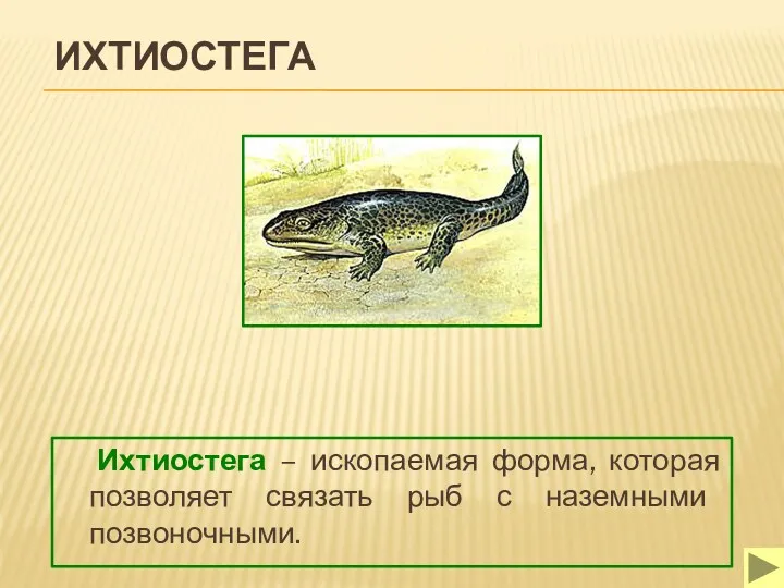 ИХТИОСТЕГА Ихтиостега – ископаемая форма, которая позволяет связать рыб с наземными позвоночными.