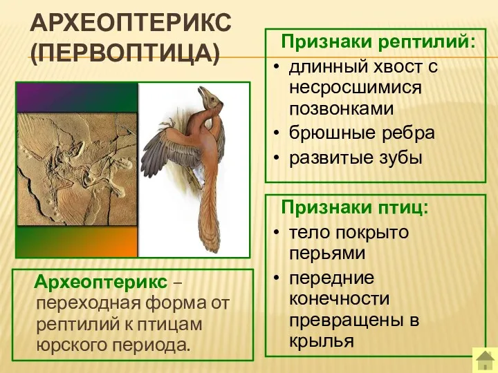 АРХЕОПТЕРИКС (ПЕРВОПТИЦА) Археоптерикс – переходная форма от рептилий к птицам