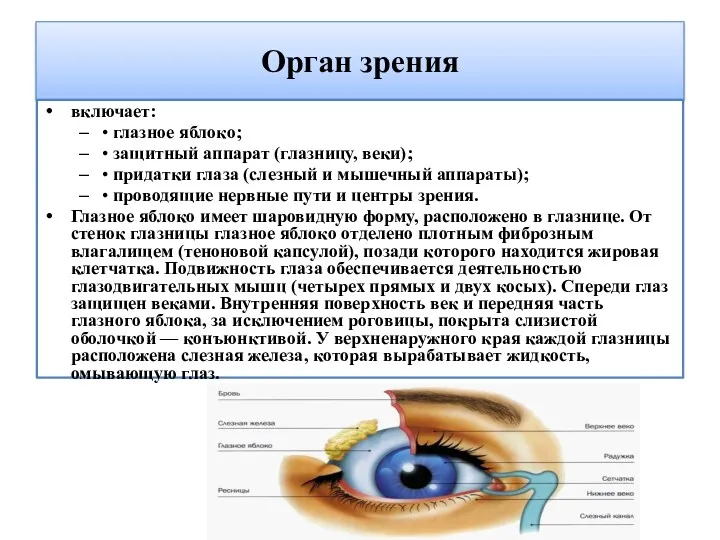 Орган зрения включает: • глазное яблоко; • защитный аппарат (глазницу,