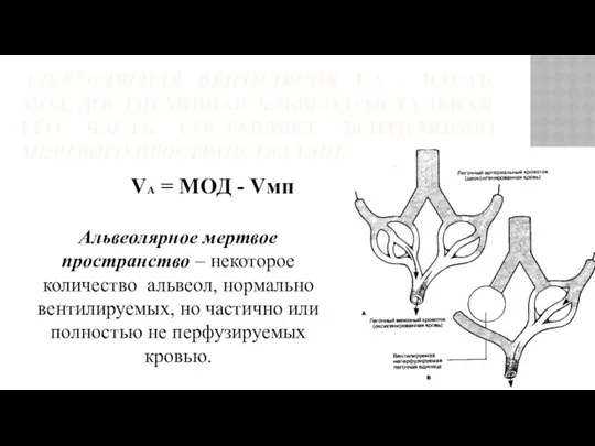 АЛЬВЕОЛЯРНАЯ ВЕНТИЛЯЦИЯ VА – ЧАСТЬ МОД, ДОСТИГАЮЩАЯ АЛЬВЕОЛ; ОСТАЛЬНАЯ ЕГО