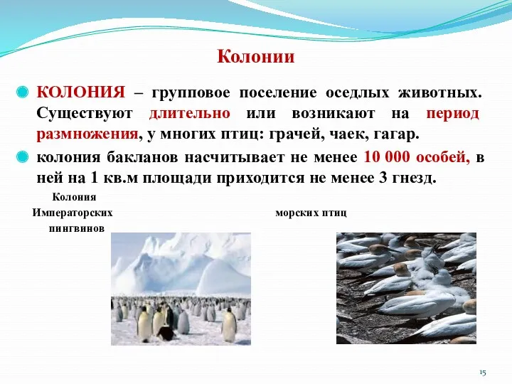 Колонии КОЛОНИЯ – групповое поселение оседлых животных. Существуют длительно или