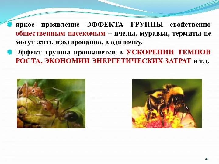 яркое проявление ЭФФЕКТА ГРУППЫ свойственно общественным насекомым – пчелы, муравьи,