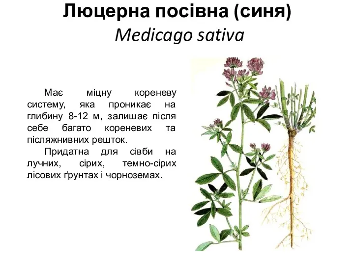 Люцерна посівна (синя) Medicago sativa Має міцну кореневу систему, яка