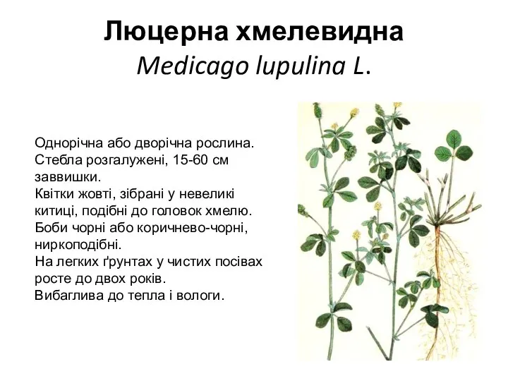 Люцерна хмелевидна Medicago lupulina L. Однорічна або дворічна рослина. Стебла