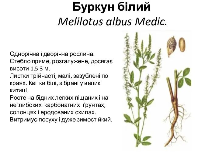 Буркун білий Melilotus albus Medic. Однорічна і дворічна рослина. Стебло