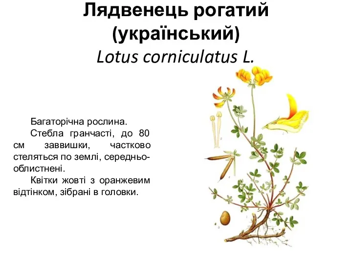 Лядвенець рогатий (український) Lotus corniculatus L. Багаторічна рослина. Стебла гранчасті,