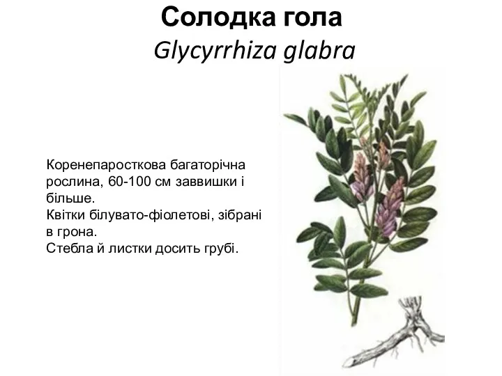 Солодка гола Glycyrrhiza glabra Коренепаросткова багаторічна рослина, 60-100 см заввишки