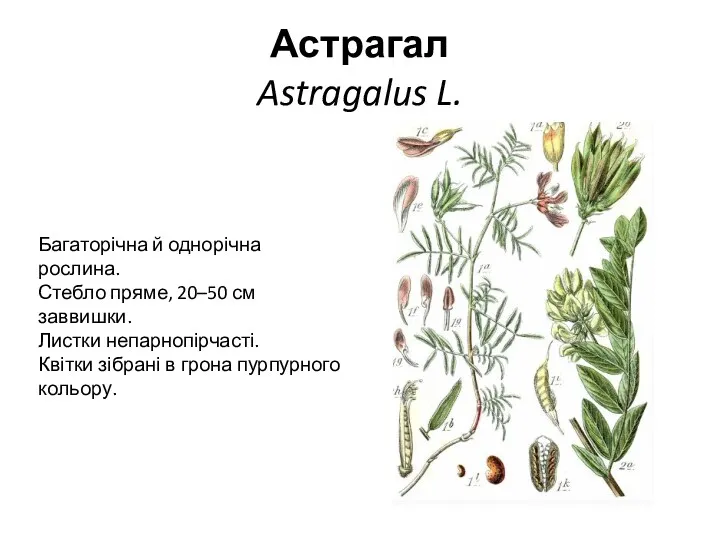 Астрагал Astragalus L. Багаторічна й однорічна рослина. Стебло пряме, 20–50