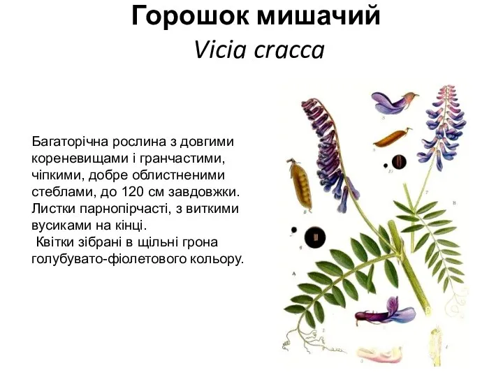 Горошок мишачий Vicia cracca Багаторічна рослина з довгими кореневищами і