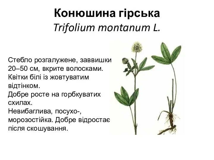 Конюшина гірська Trifolium montanum L. Стебло розгалужене, заввишки 20–50 см,