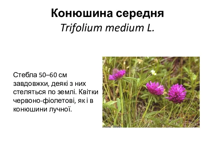 Конюшина середня Trifolium medium L. Стебла 50–60 см завдовжки, деякі