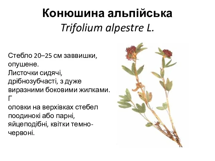 Конюшина альпійська Trifolium alpestre L. Стебло 20–25 см заввишки, опушене.