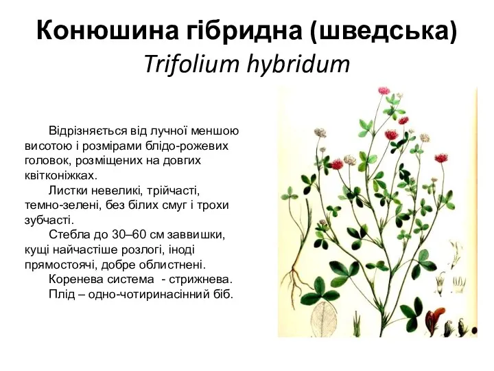 Конюшина гібридна (шведська) Trifolium hybridum Відрізняється від лучної меншою висотою