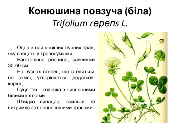 Конюшина повзуча (біла) Trifolium rерепs L. Одна з найцінніших лучних