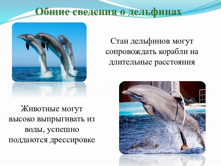 Общие сведения о дельфинах Стаи дельфинов могут сопровождать корабли на