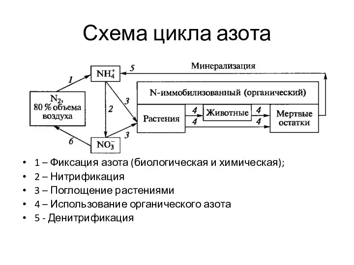 Схема цикла азота 1 – Фиксация азота (биологическая и химическая);
