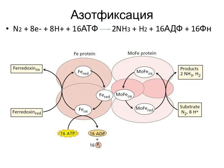 Азотфиксация N2 + 8e- + 8H+ + 16АТФ 2NH3 + H2 + 16АДФ + 16Фн