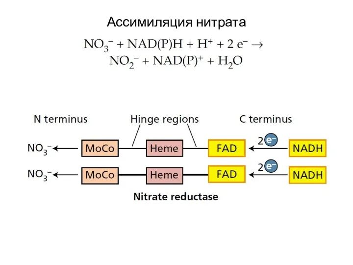 Ассимиляция нитрата