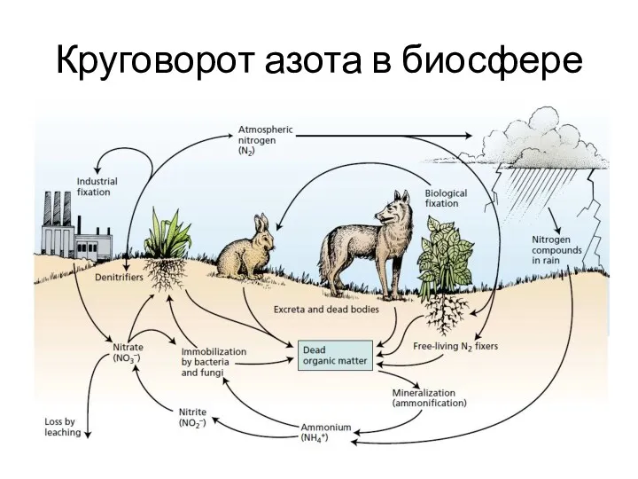 Круговорот азота в биосфере