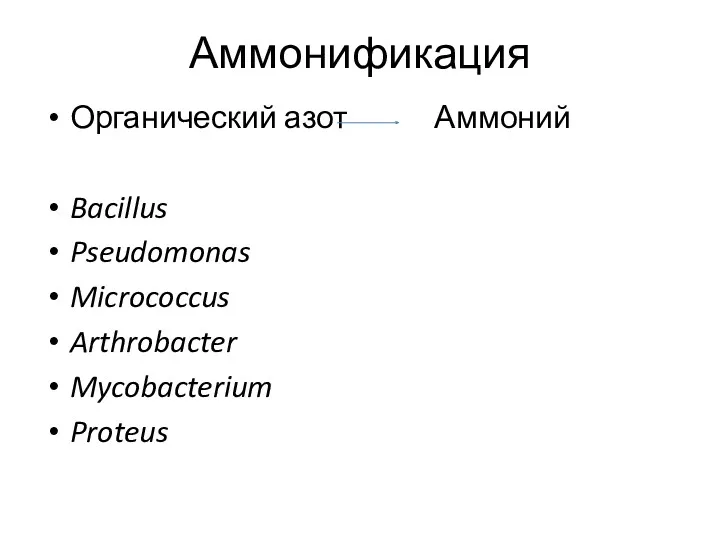 Аммонификация Органический азот Аммоний Bacillus Pseudomonas Micrococcus Arthrobacter Mycobacterium Proteus