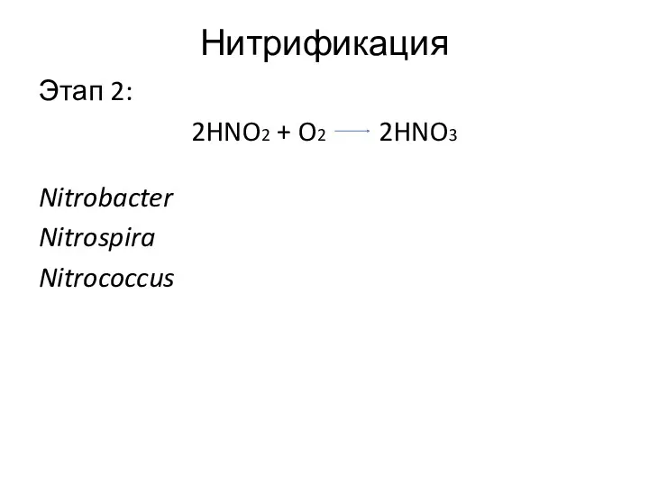 Нитрификация Этап 2: 2HNO2 + O2 2HNO3 Nitrobacter Nitrospira Nitrococcus