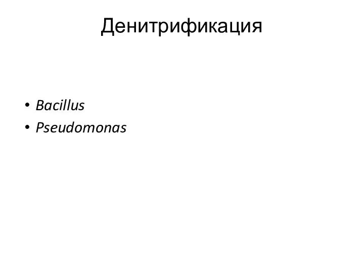 Денитрификация Bacillus Pseudomonas
