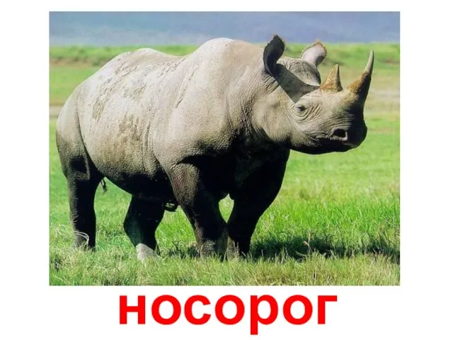 носорог