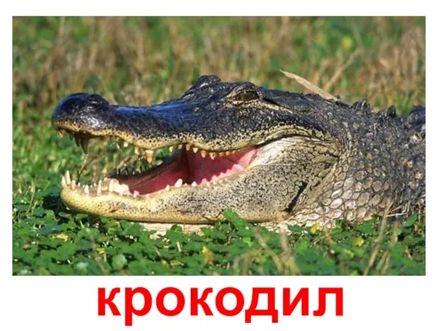 крокодил