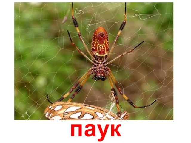 паук