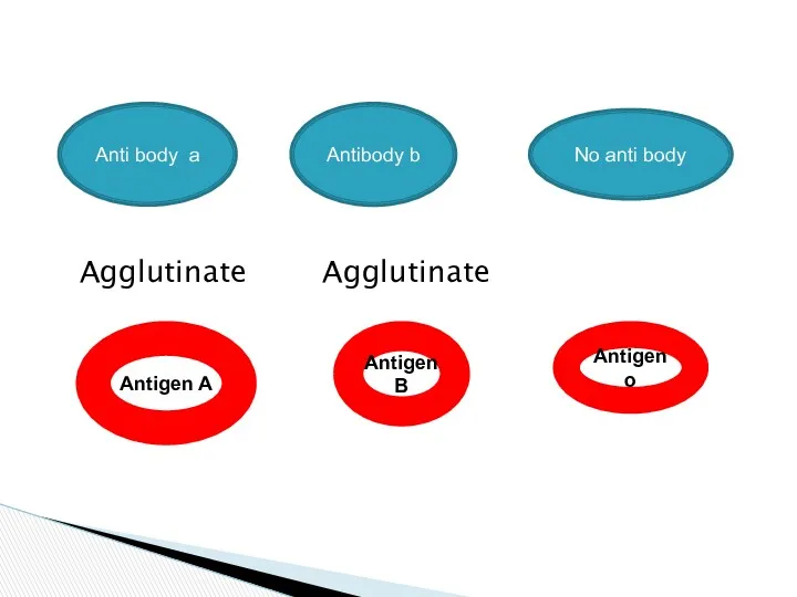 Agglutinate Agglutinate Anti body a Antibody b No anti body Antigen A Antigen o AntigenB