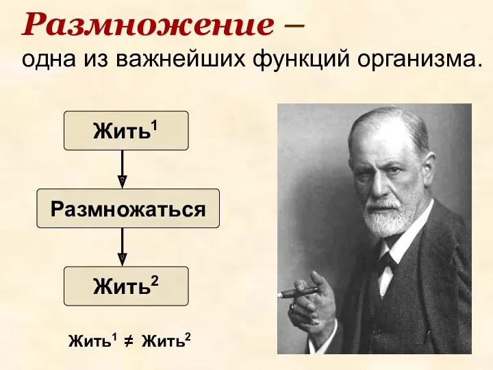 Размножение – одна из важнейших функций организма. Жить1 Размножаться Жить2 Жить1 ≠ Жить2