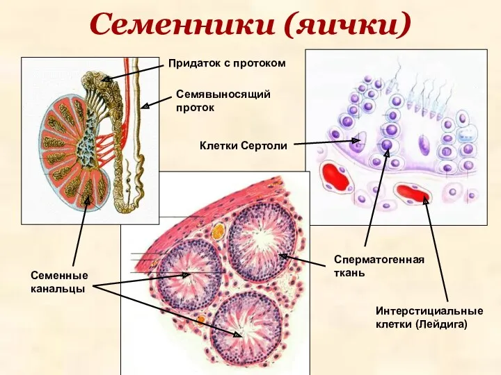 Семенники (яички) Интерстициальные клетки (Лейдига) Клетки Сертоли Семенные канальцы Придаток с протоком Семявыносящий проток Сперматогенная ткань